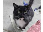 Adopt Jette a Black & White or Tuxedo Domestic Longhair (long coat) cat in