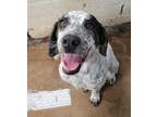 Adopt Delta a Black Pointer / Mixed dog in Nogales, AZ (34990922)