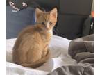 Adopt Spectre a Orange or Red (Mostly) American Shorthair / Mixed (medium coat)