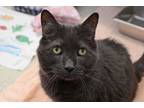 Adopt Lizzo a Gray or Blue Domestic Mediumhair / Domestic Shorthair / Mixed cat