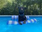 Adopt Ryder a Black Labrador Retriever, Jack Russell Terrier
