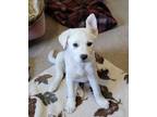 Adopt Puppy Igloo a Labrador Retriever, Pit Bull Terrier