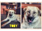 Adopt Toby a Anatolian Shepherd