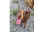 Adopt Klifford A Brown/Chocolate Labrador Retriever / American Pit Bull Terrier