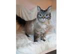 Adopt Mr. Bingley a Gray or Blue Himalayan / Domestic Shorthair / Mixed (long