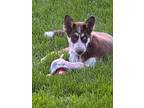 Adopt Mocha a Brown/Chocolate - with White Husky / Mixed Breed (Medium) dog in
