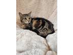 Adopt Emily-Rose a Brown or Chocolate Domestic Shorthair / Domestic Shorthair /