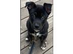 Adopt Knight a Black German Shepherd Dog / Staffordshire Bull Terrier / Mixed