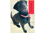 Adopt Steve a Labrador Retriever / Mixed dog in Mocksville, NC (35009315)