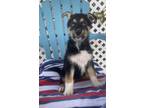 Adopt Leia a German Shepherd Dog / Husky / Mixed dog in Fayetteville