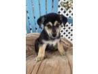 Adopt Boba fett a German Shepherd Dog / Husky / Mixed dog in Fayetteville