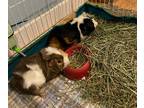 Adopt Lumen (fostered in Bellevue) a Guinea Pig small animal in Papillion