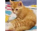 Adopt Scooter a Orange or Red Domestic Shorthair / Mixed cat in Shelbyville