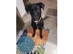 Adopt Meka a Black - with White Labrador Retriever / Mixed dog in Bridgeville