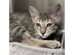 Adopt Ariel a Gray or Blue Domestic Shorthair / Domestic Shorthair / Mixed cat