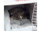 Adopt Sundance a Gray, Blue or Silver Tabby Domestic Shorthair (short coat) cat