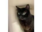 Adopt Watson a Domestic Longhair / Mixed cat in Victoria, BC (35002938)