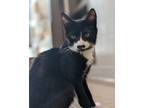 Adopt Jimmy a Black & White or Tuxedo Domestic Shorthair (short coat) cat in