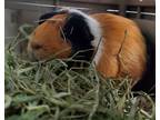 Adopt Choji a Guinea Pig (short coat) small animal in Brooklyn, NY (35002635)