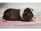 Adopt Sasuke a Guinea Pig (short coat) small animal in Brooklyn, NY (35002634)