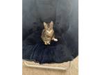 Adopt Pelosa A Gray, Blue Or Silver Tabby Singapura / Mixed (medium Coat) Cat In