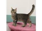 Adopt Leo a Spotted Tabby/Leopard Spotted Domestic Shorthair / Mixed cat in
