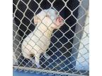 Adopt Sevyn a White - with Tan, Yellow or Fawn Pit Bull Terrier / Mixed dog in