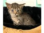 Adopt Chamomile-kitten a Domestic Short Hair