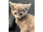 Adopt Daisy-kitten a Domestic Short Hair