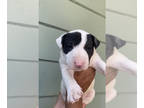 Bull Terrier PUPPY FOR SALE ADN-410726 - Male Bull Terrier puppy