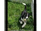 Siberian Husky PUPPY FOR SALE ADN-410707 - Siberian Huskies