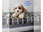 Cavapoo PUPPY FOR SALE ADN-410955 - F1 Cavapoo Pups