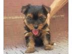 Yorkshire Terrier PUPPY FOR SALE ADN-410818 - YORKIE PUPPIES