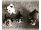 Yorkshire Terrier PUPPY FOR SALE ADN-410624 - Parti Yorkie Puppies in Medford