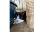 Meet Marceline Although She Is Still A Little Shy She Will Be A Really Sweet And Loving Cat Once She Opens Up She Has Her First Round Of Distemper And