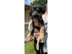 Adopt Ollie a Mixed Breed