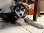 Adopt Rizzo a Alaskan Malamute, German Shepherd Dog