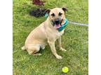 Adopt Happy a Black Mouth Cur, Shepherd