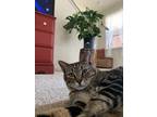 Adopt Sebastian a Tiger Striped American Shorthair / Mixed (short coat) cat in