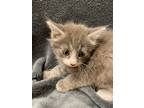 Adopt Dandelion-kitten a Gray or Blue Domestic Longhair / Mixed (long coat) cat