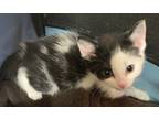 Adopt Shirley-kitten a Black & White or Tuxedo Domestic Shorthair / Mixed (short