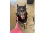 Adopt Roxy a German Shepherd Dog / Husky / Mixed dog in Fayetteville