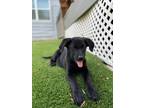 Adopt D Puppies Dax a Black Labrador Retriever dog in Littleton, CO (35017871)