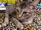 Adopt Pluto a Brown Tabby Domestic Shorthair (short coat) cat in College