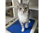 Adopt Emmaline a Gray or Blue Domestic Shorthair / Mixed cat in Ft Pierce