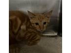 Adopt Stitch a Orange or Red Domestic Shorthair / Mixed cat in Ft Pierce