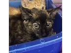Adopt Lilo a All Black Domestic Shorthair / Mixed cat in Ft Pierce