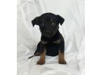 Adopt Penny a Black - with Brown, Red, Golden, Orange or Chestnut Labrador
