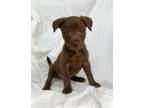 Adopt Riley a Brown/Chocolate Labrador Retriever / Mixed dog in Mooresville