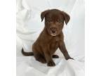 Adopt Odie a Brown/Chocolate Labrador Retriever / Mixed dog in Mooresville